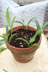 Penstemon Cuttings