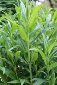 Penstemon Cuttings