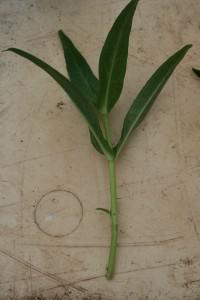 Penstemon Cuttings