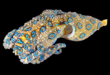 Deadly Blue-ringed Octopus Expanding Its Range Due To Global Warming