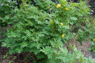 Paeonia lutea (05/05/2012, Kew Gardens, London)