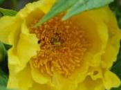 Plant Week: Paeonia Lutea