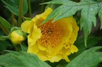 Paeonia lutea Flower (05/05/2012, Kew Gardens, London)