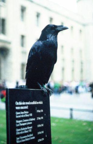 Raven resident at the Tower of London