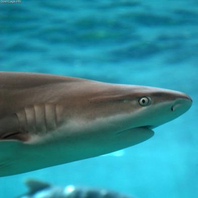 Different species of black tip shark are interbreeding