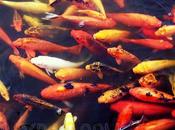 Super Pilipinas Rumble Nuvali Short Visual Analogy