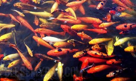 Super Koi and the Pilipinas Cup rumble at Nuvali – A short visual analogy