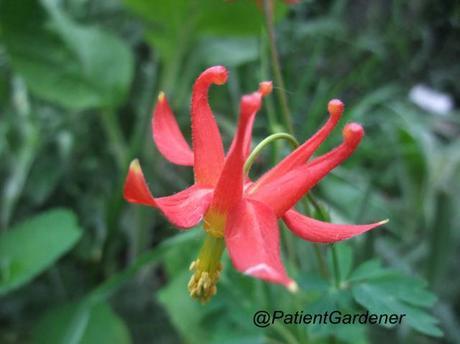 Plant of the moment – Aquilegia canadensis