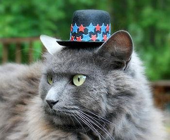 Hats For Cats