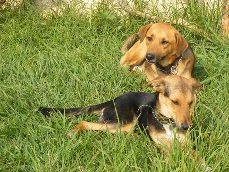 Baldrick and Percy enjoy the long grass