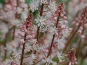 Plant Week: Tiarella Wherryi