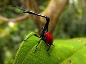 Remarkable Giraffe Weevil Madagascar