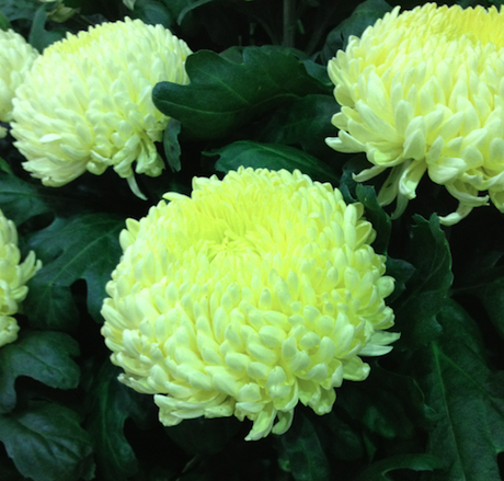 Chrysanthemum_misty_cream