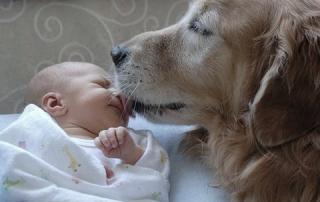 Though so precious a picture, dogs should not be permitted to lick an infant or an infirm or elderly person on the face: image via poisonedpets.com