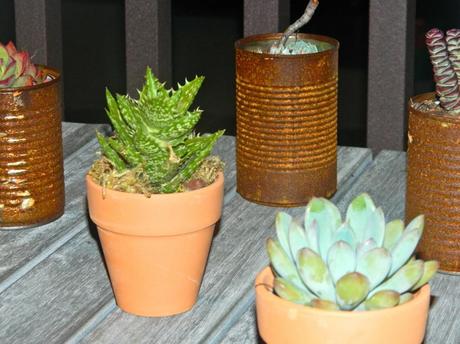 potted succulents