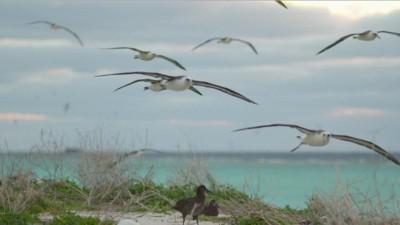 Midway – A Love Story for Our Time from the Heart of the Pacific