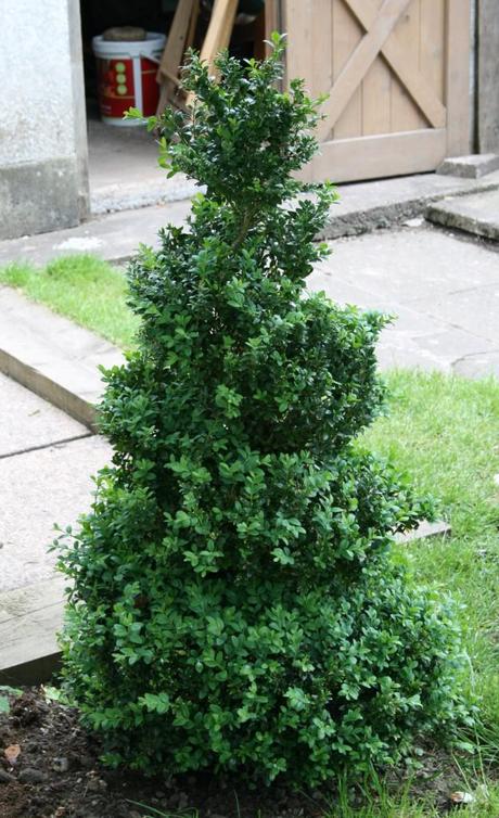 Topiary Box Pruning