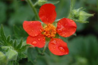 Geum coccineum Flower (05/05/2012, Kew Gardens, London)