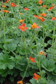 Geum coccineum (05/05/2012, Kew Gardens, London)