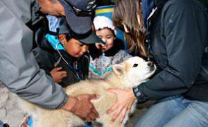 Sled Dogs Get Their Own First-Aid Guide