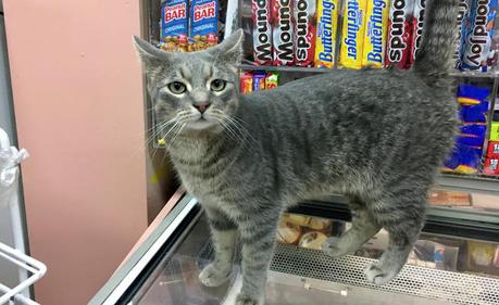 Is the Bodega Cat In NYC Legal?