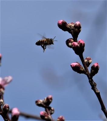 (Almost) Spring Walk