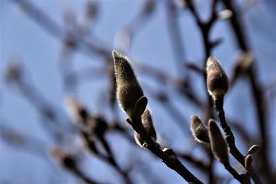 (Almost) Spring Walk