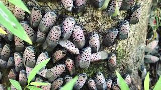 Extreme Viticulture: Combating the Spotted Lanternfly