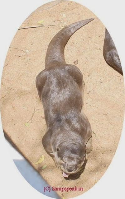 fishes .. .. Fukushima Prefecture ..