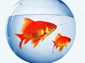 Fishes Fukushima Prefecture