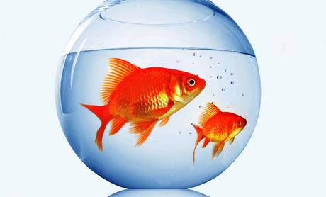 fishes .. .. Fukushima Prefecture ..