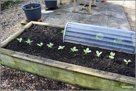 Planting Broad Beans