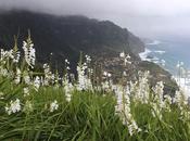 Madeira Verdant Island