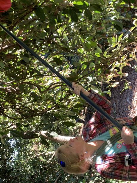 using a picking pole to harvest fruit high in the tree