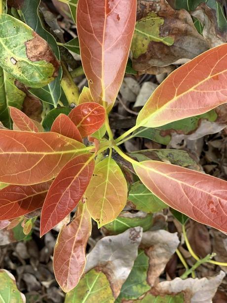 new red leaves on avocado trees