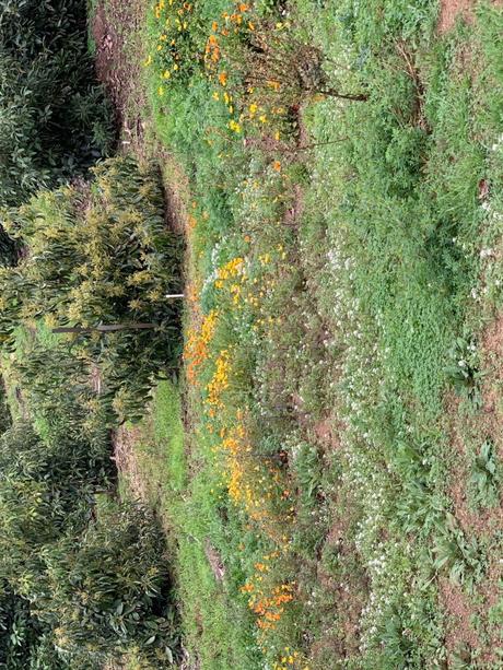 wild flowers and baby avocado trees