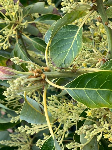 Buds become blossoms on avocado trees 