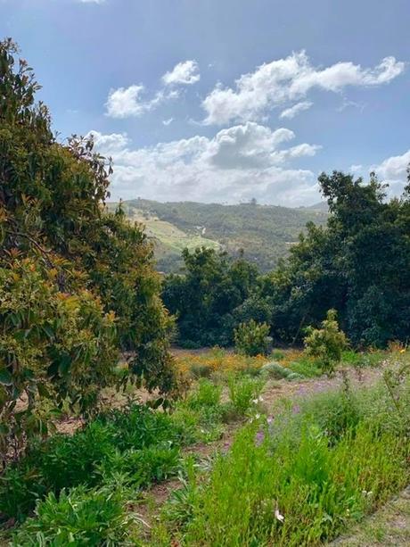 Avocado Groves and Wild Flowers