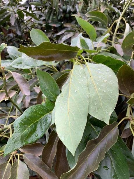 Avocado leaves