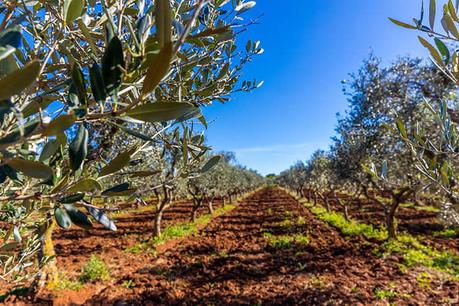 Ostuni Travel Guide (What to do, See & Eat)