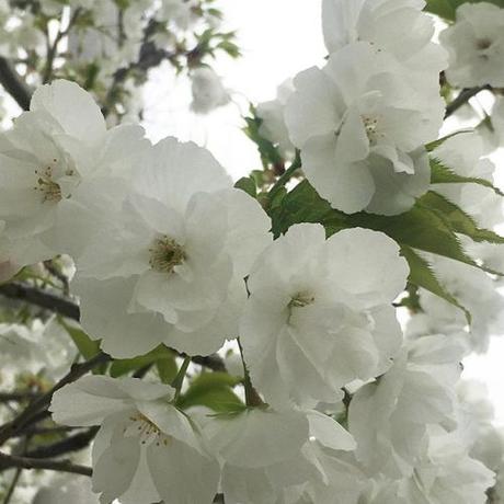 A little spring joy. .
.
.
#blossom #spring #flowers #march #nature #beauty https://ift.tt/38UzbF3