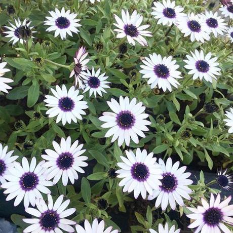 I feel so blessed to have a balcony full of flowers at this time.
.
.
.
#flowers #lockdown #coronavirus #nature #inspo #beauty https://ift.tt/2QtzEro