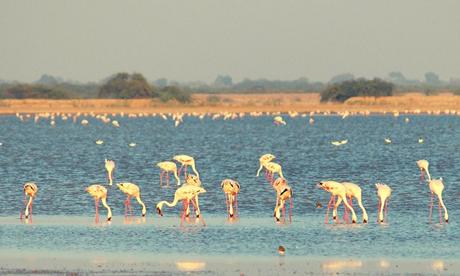 Things to Do and See in Little Rann of Kutch in India
