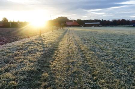 Transitions – Meditative Morning Walks over a Field