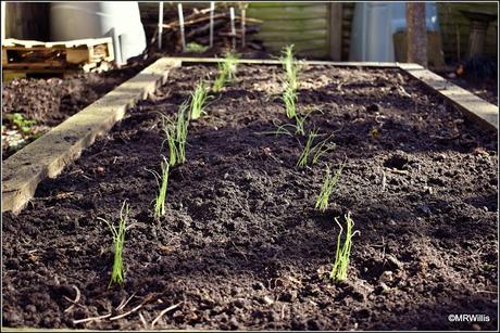 Planting out my onions