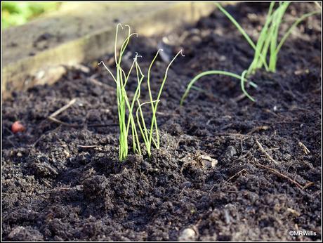 Planting out my onions