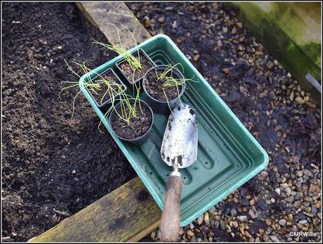 Planting out my onions