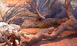 Desert Spiny Lizard Care Sheet