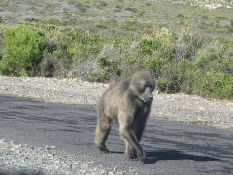 Backpacking in South Africa: The Most South-Western Tip of Africa, The Cape of Good Hope Backpacking in South Africa: The Most South-Western Tip of Africa, The Cape of Good Hope