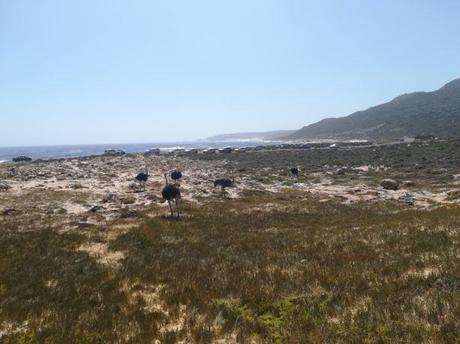 Backpacking in South Africa: The Most South-Western Tip of Africa, The Cape of Good Hope Backpacking in South Africa: The Most South-Western Tip of Africa, The Cape of Good Hope